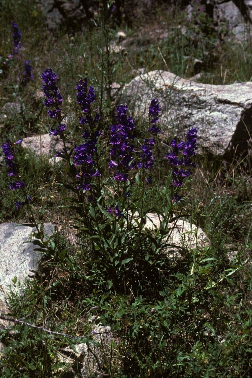 Penstemon 6