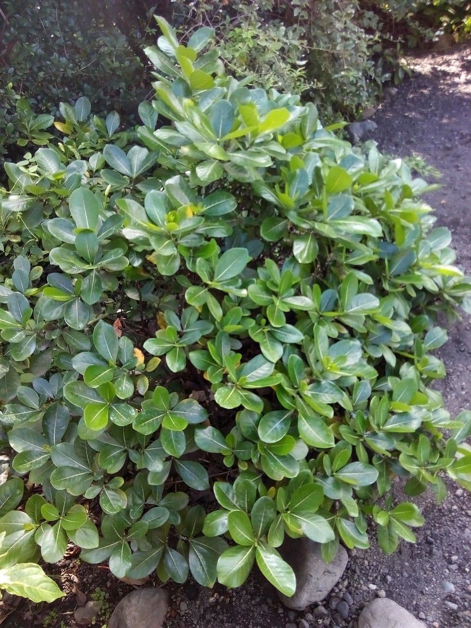 Gardenia tahitańska 7