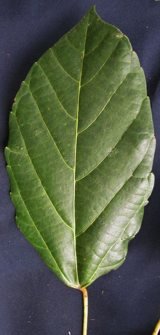 Achiotillo 15