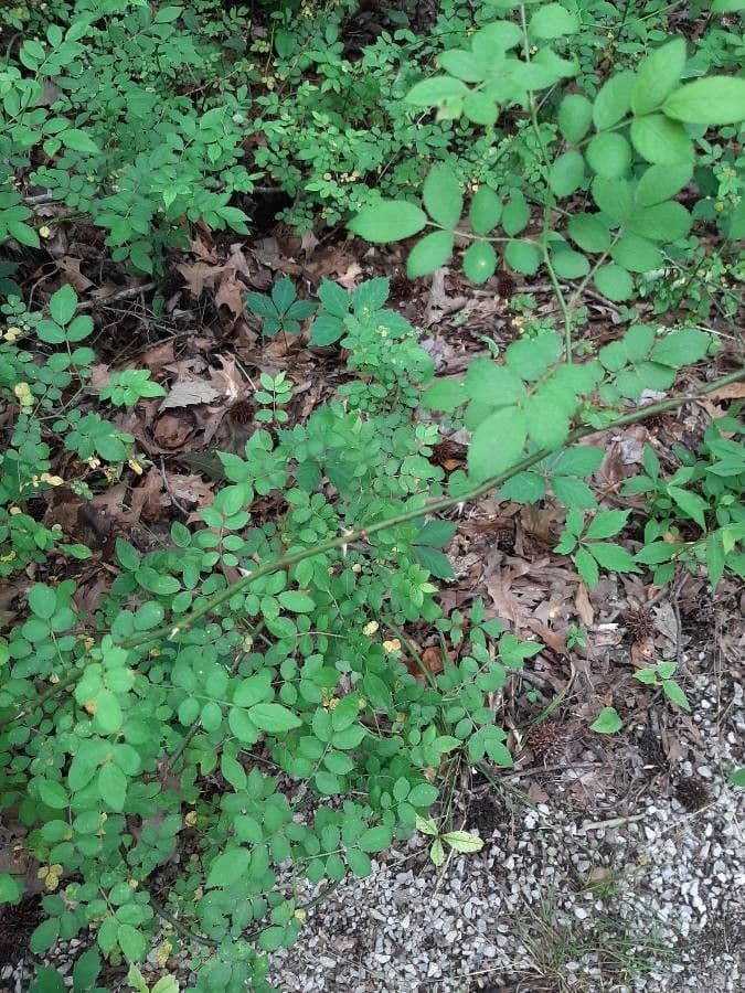 Woods-Rose 23