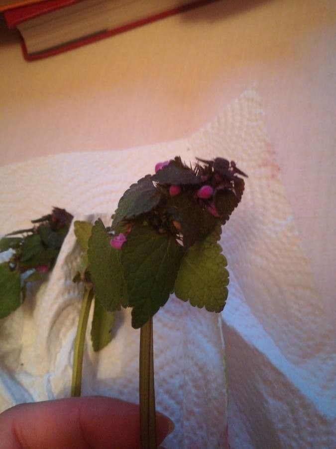 Falsa ortiga
