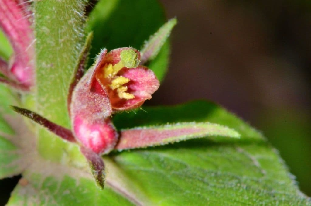 Triosteum perfoliatum 7