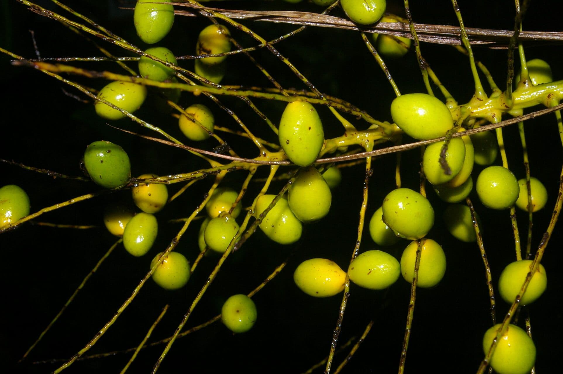 Synechanthus