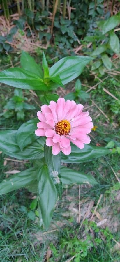 Zinnia 5