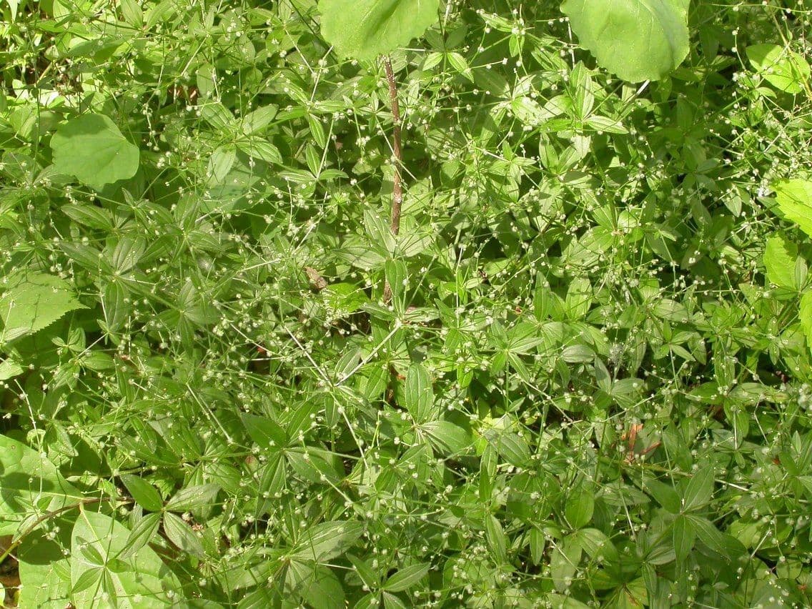 Wald-Kriech 7