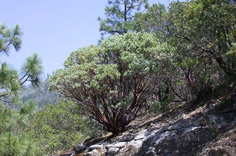 Arctostaphylos mewukka 7