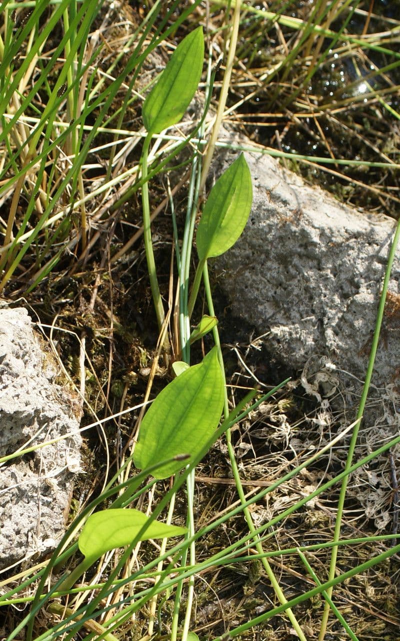 Alisma lancéolé 16