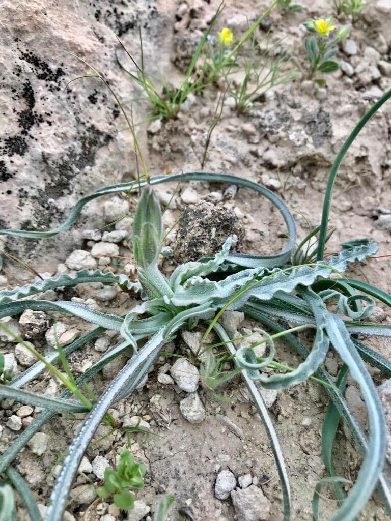 Pseudopodospermum 2