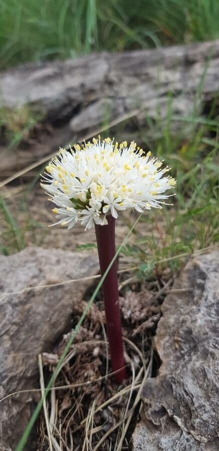 Haemanthus nano 3