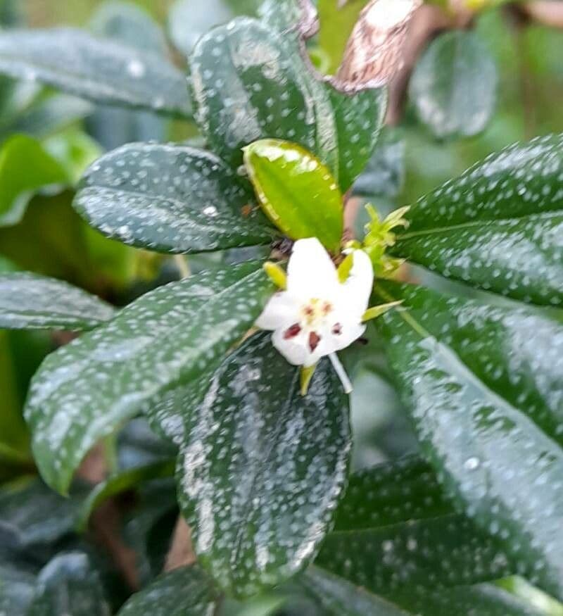 Fukientea