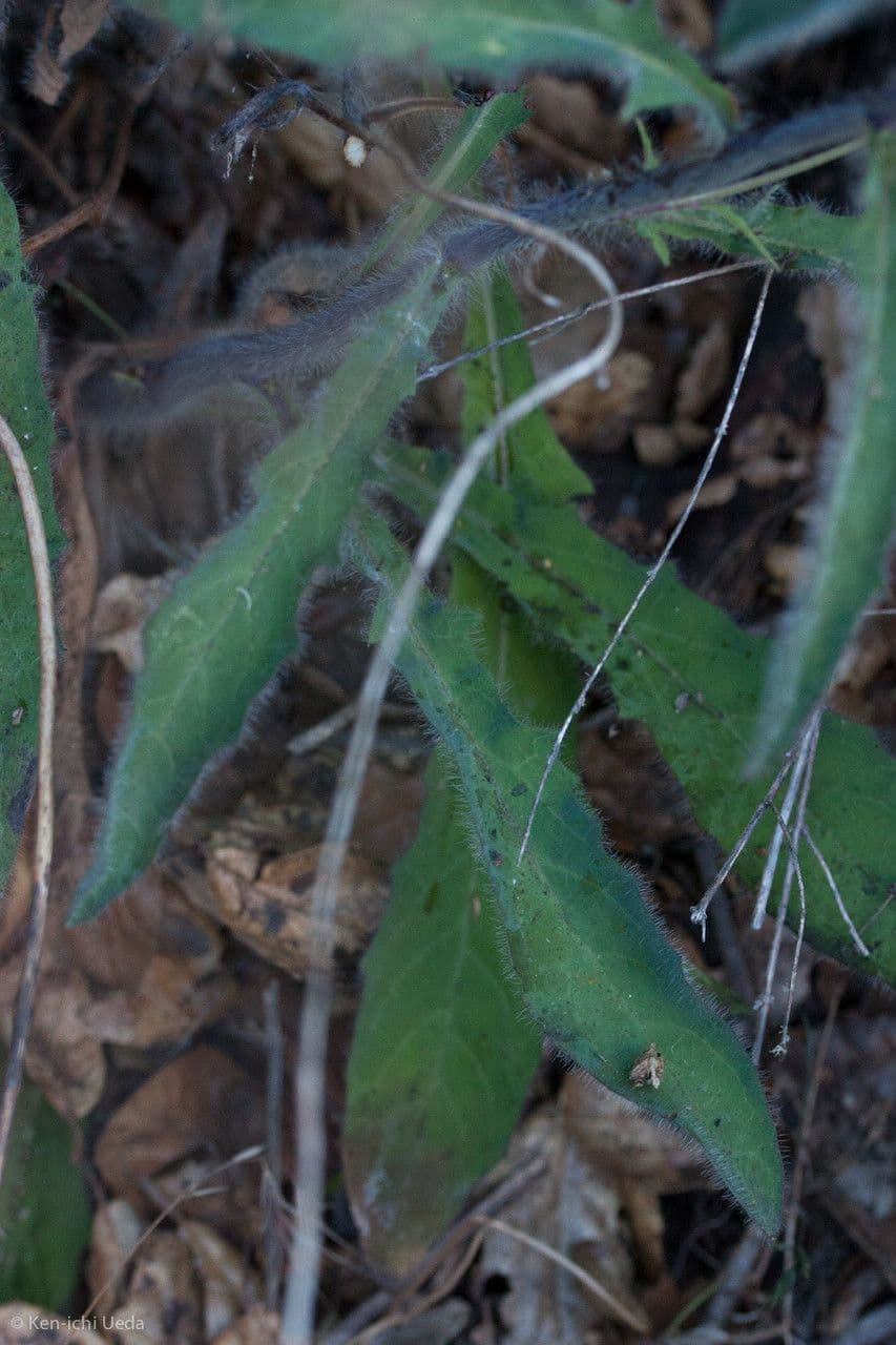 Hieracio blanco 18