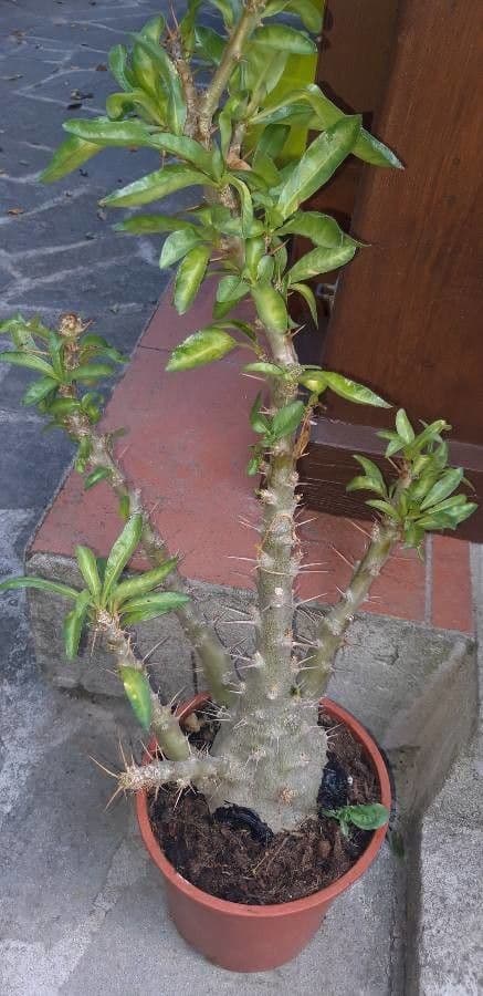 Pachypodium 15