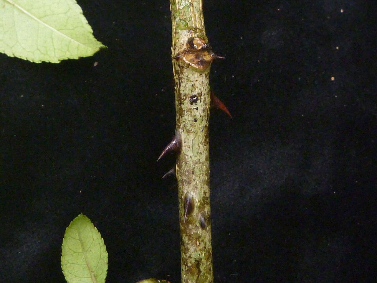 Zanthoxylum 10