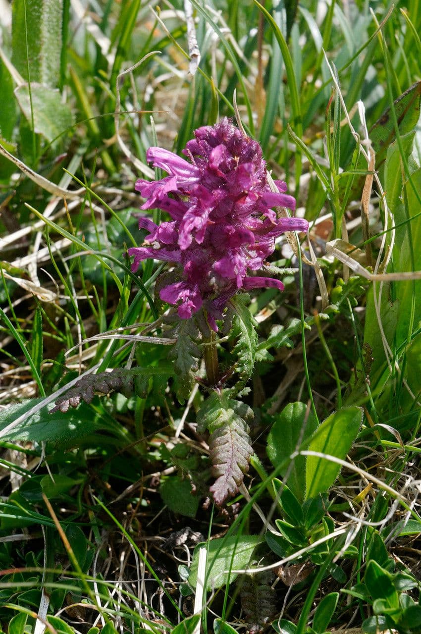 Pedicolare verticillata 5
