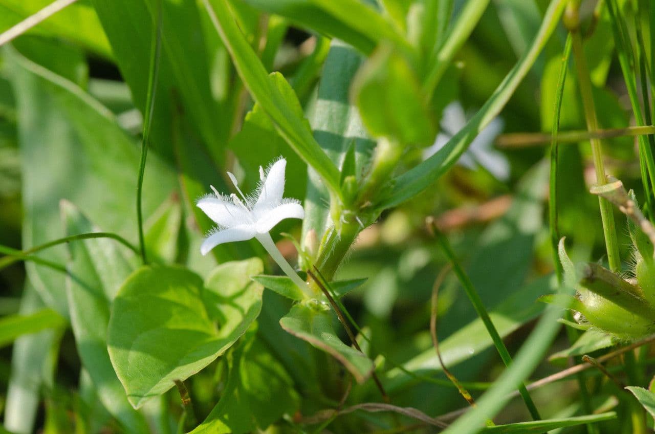 Diodia virginiana 12