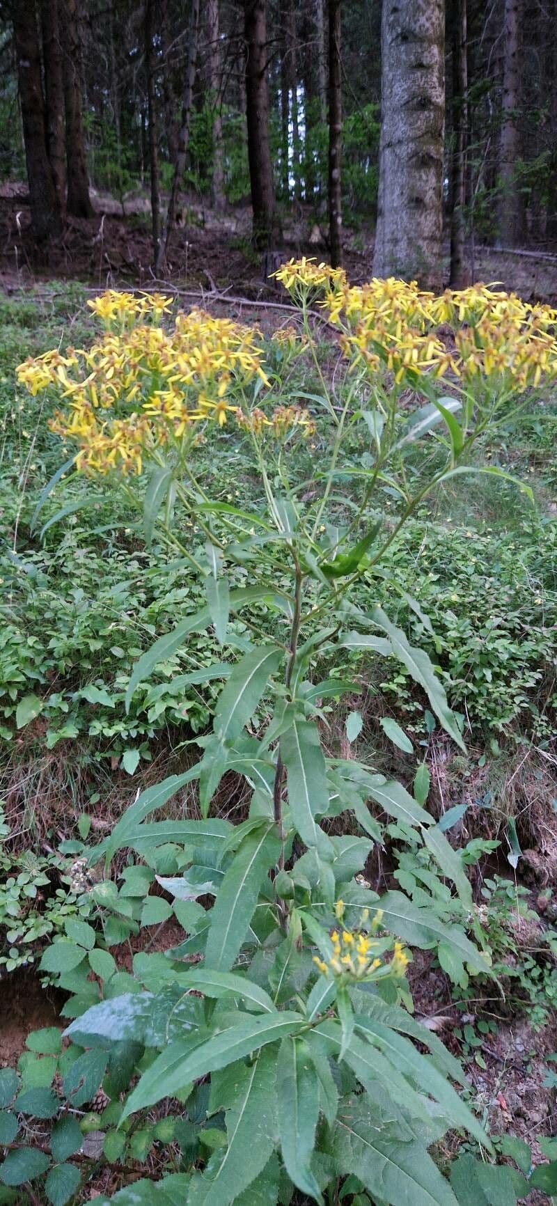 Senecio sarracenico 6