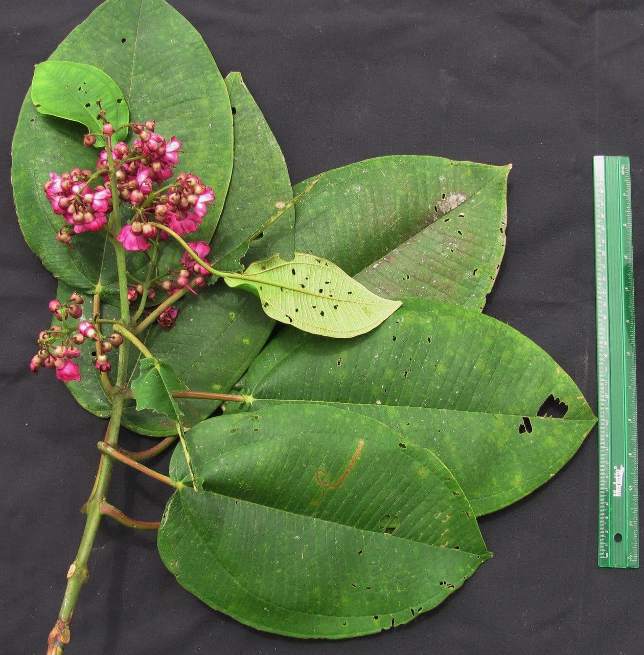 Meriania macrophylla 7