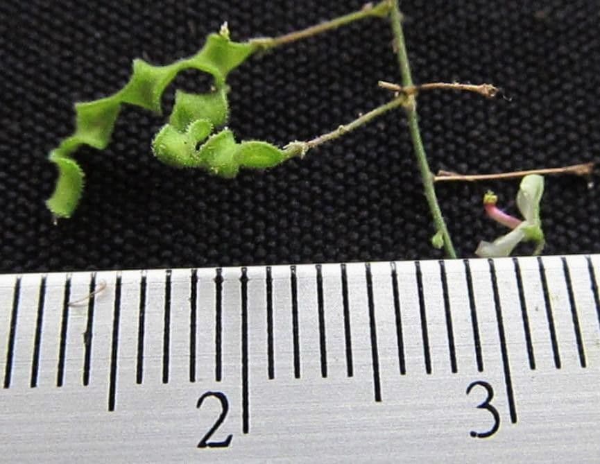 Desmodium procumbens 3