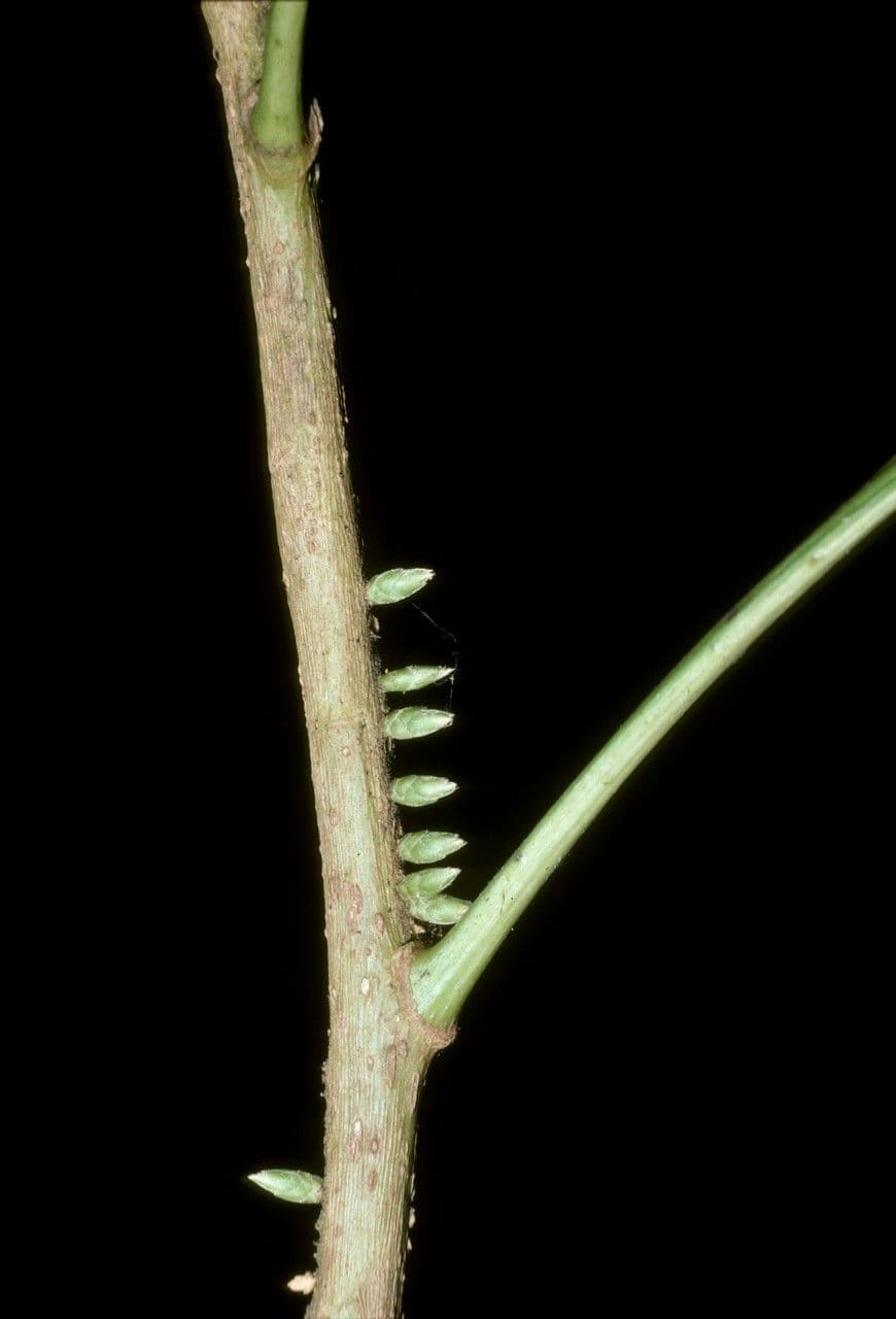 Agrostistachys 5