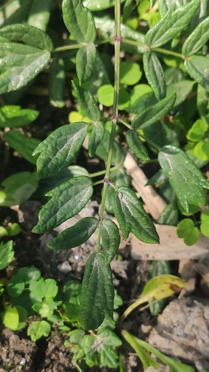 Rueca marítima 4