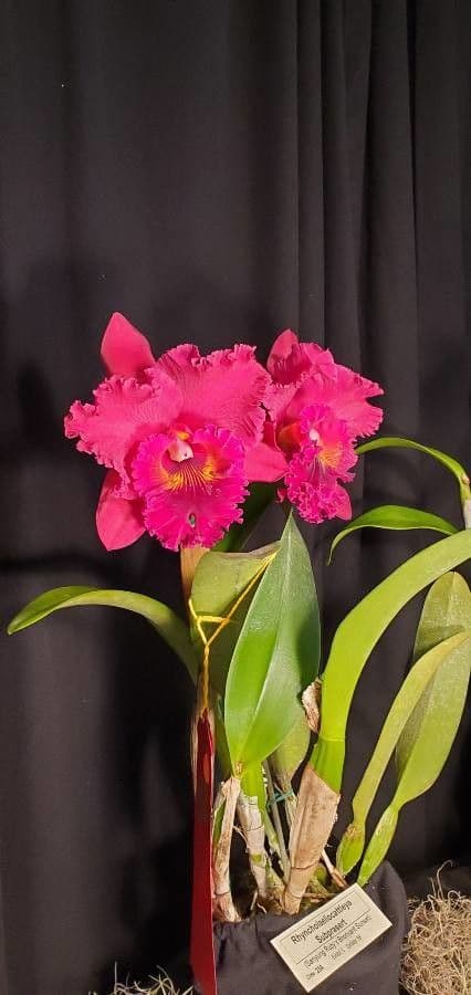 Cattleya di Lueddemann