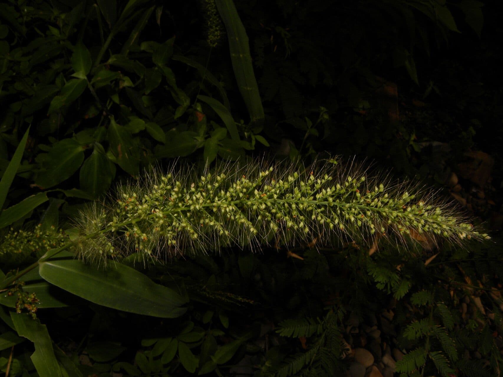 Setaria 5