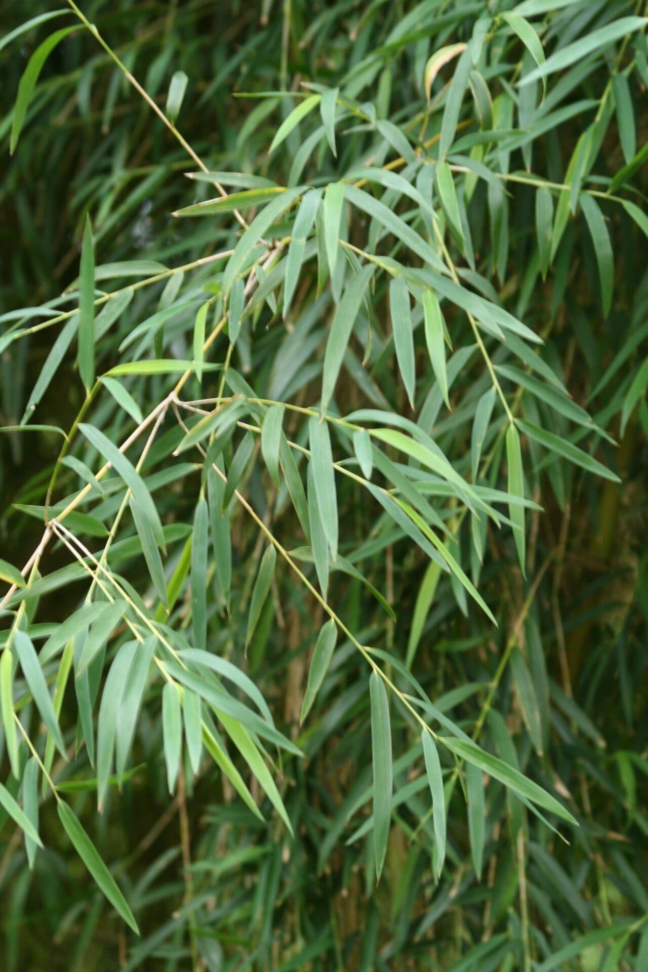Chusquea 13