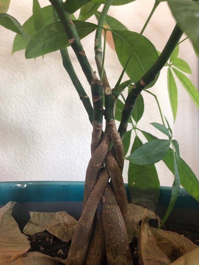 Pachira acquatica 23