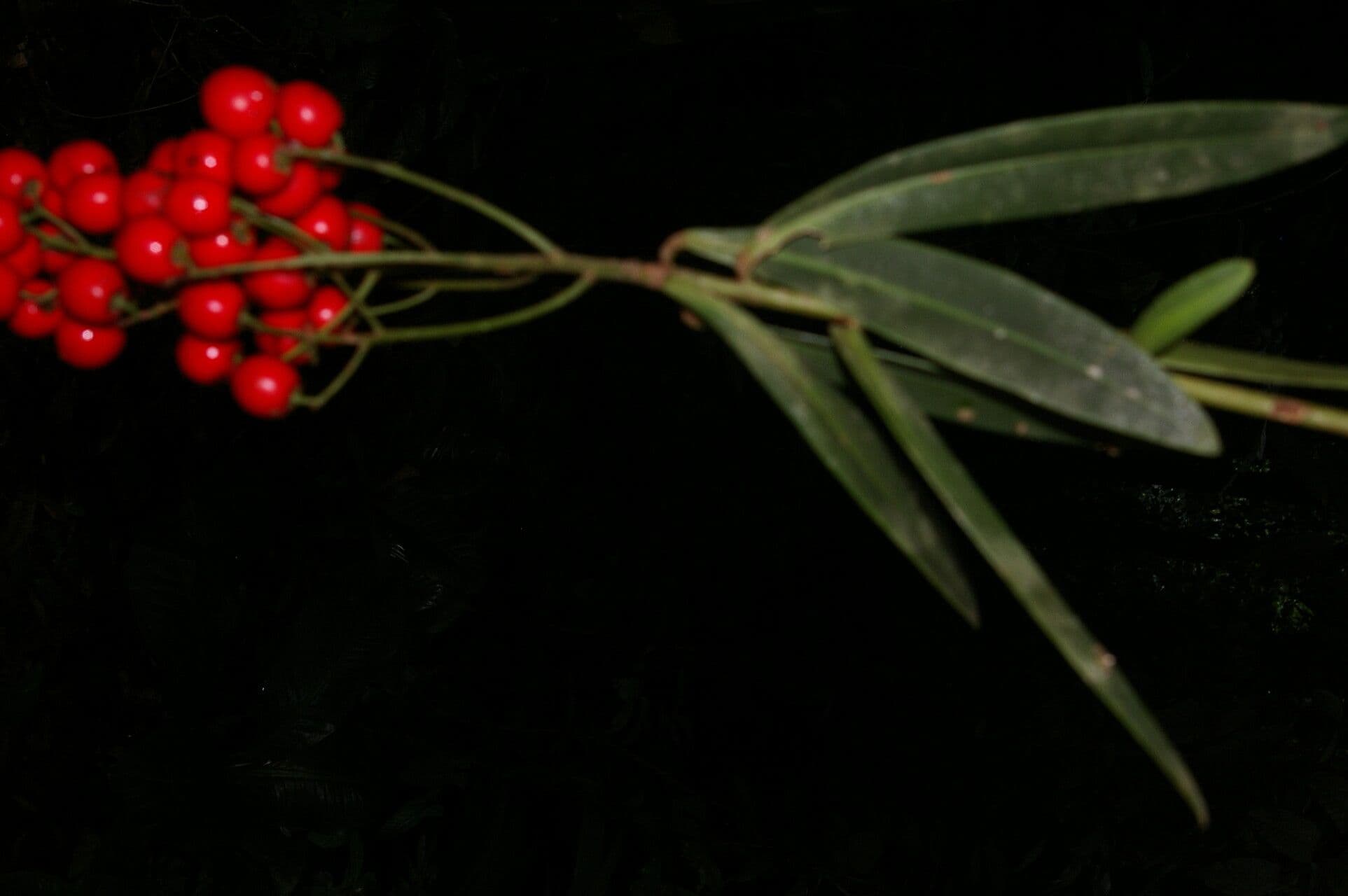 Hymenandra 3