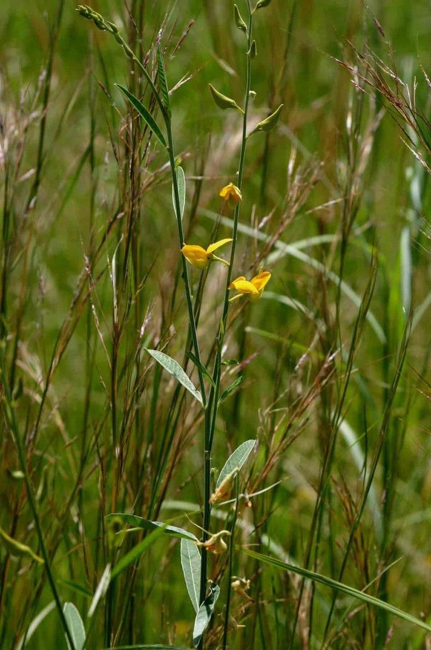 Crotalaria juncea 15