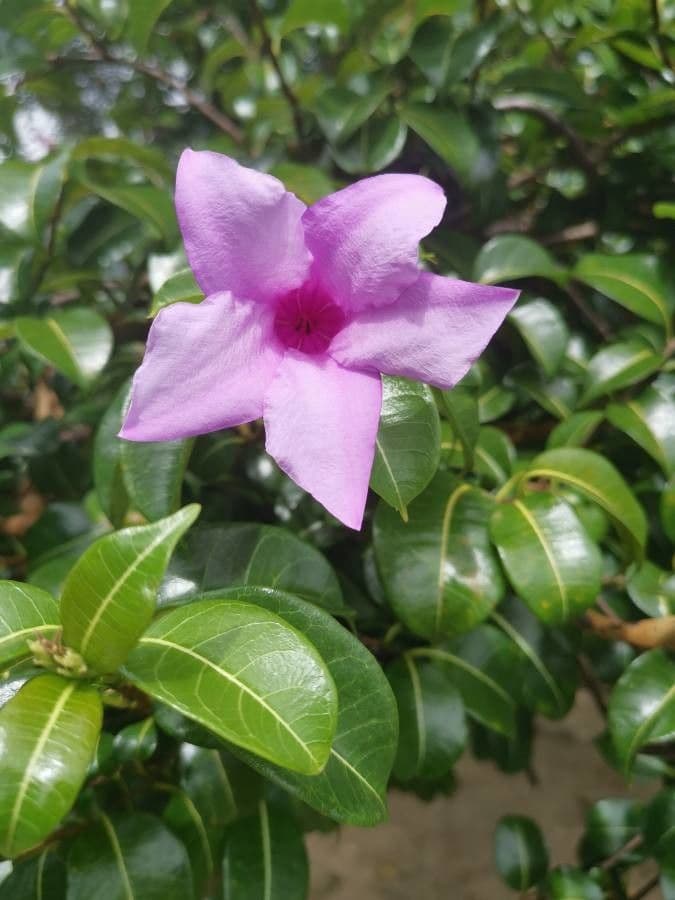 Cryptostegia 19