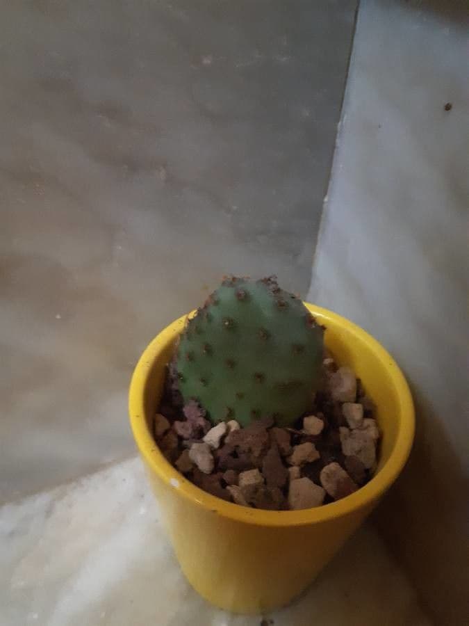 Opuntia macrocentra 21