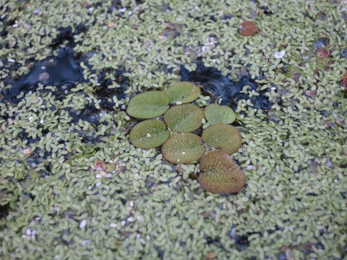 Salvinia minima 2