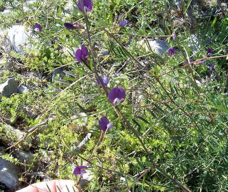 Vesce pèlerine 12