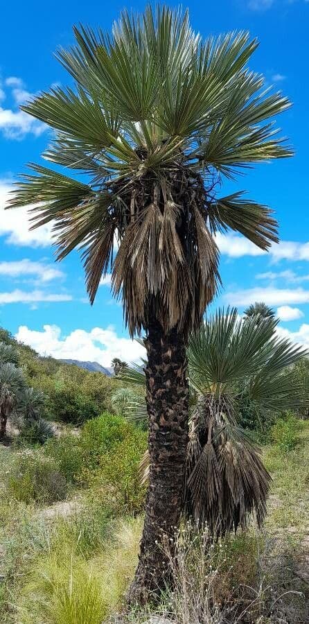 Trithrinax polny 8