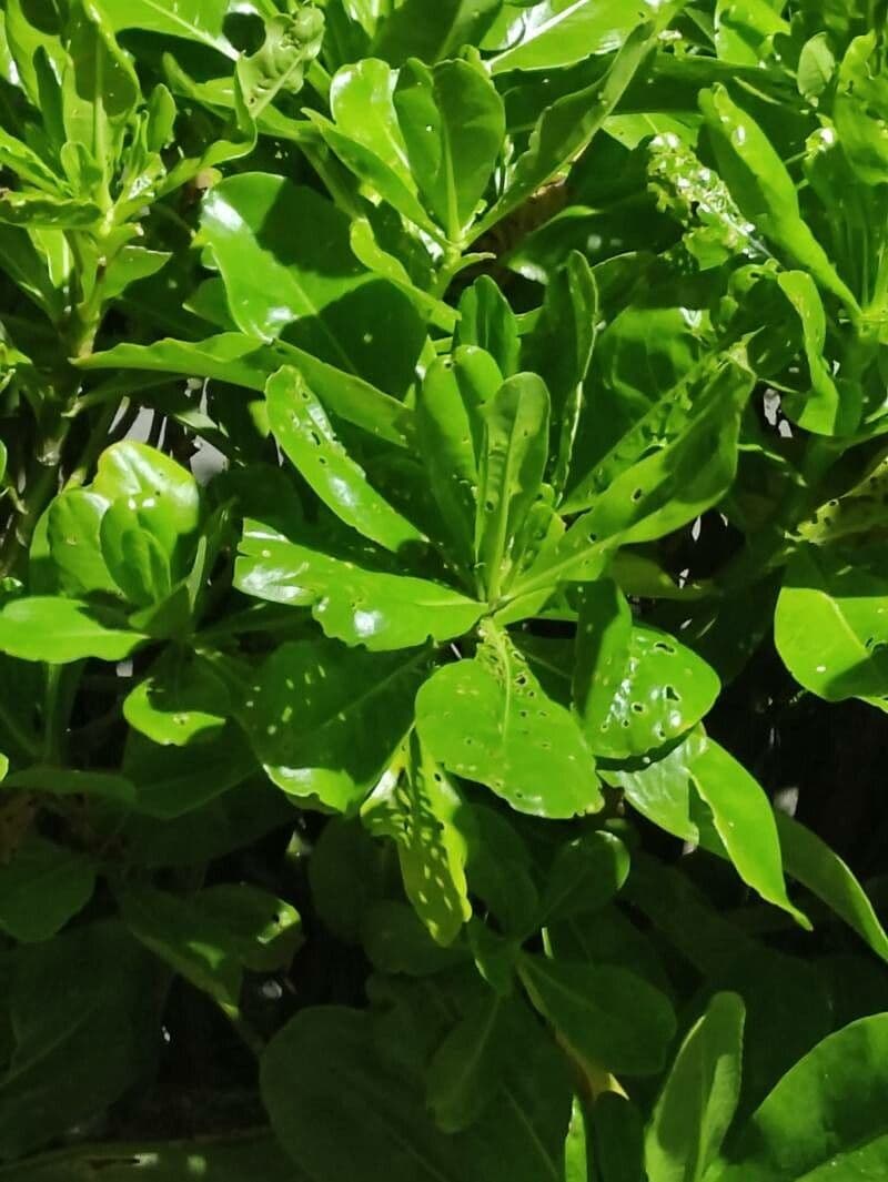 Scaevola 16