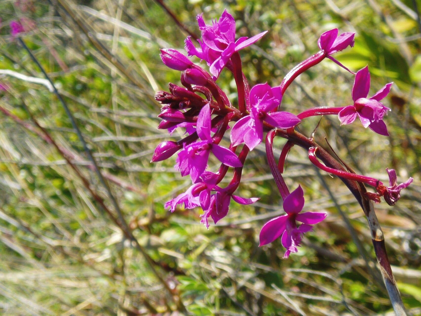 Epidendrum 4