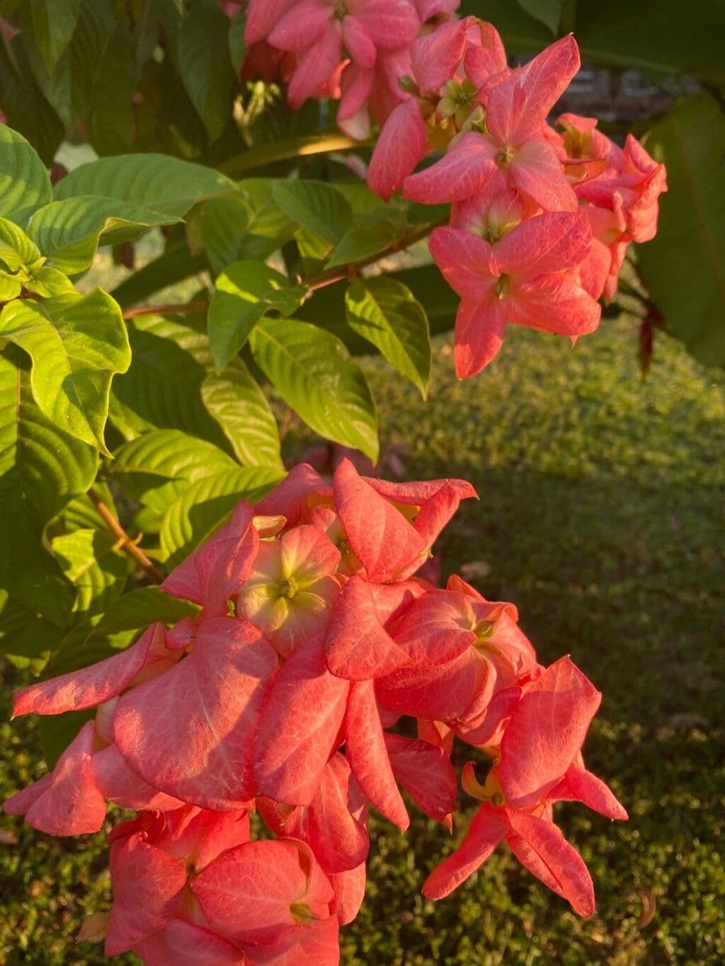 Mussaenda erythrophylla 5