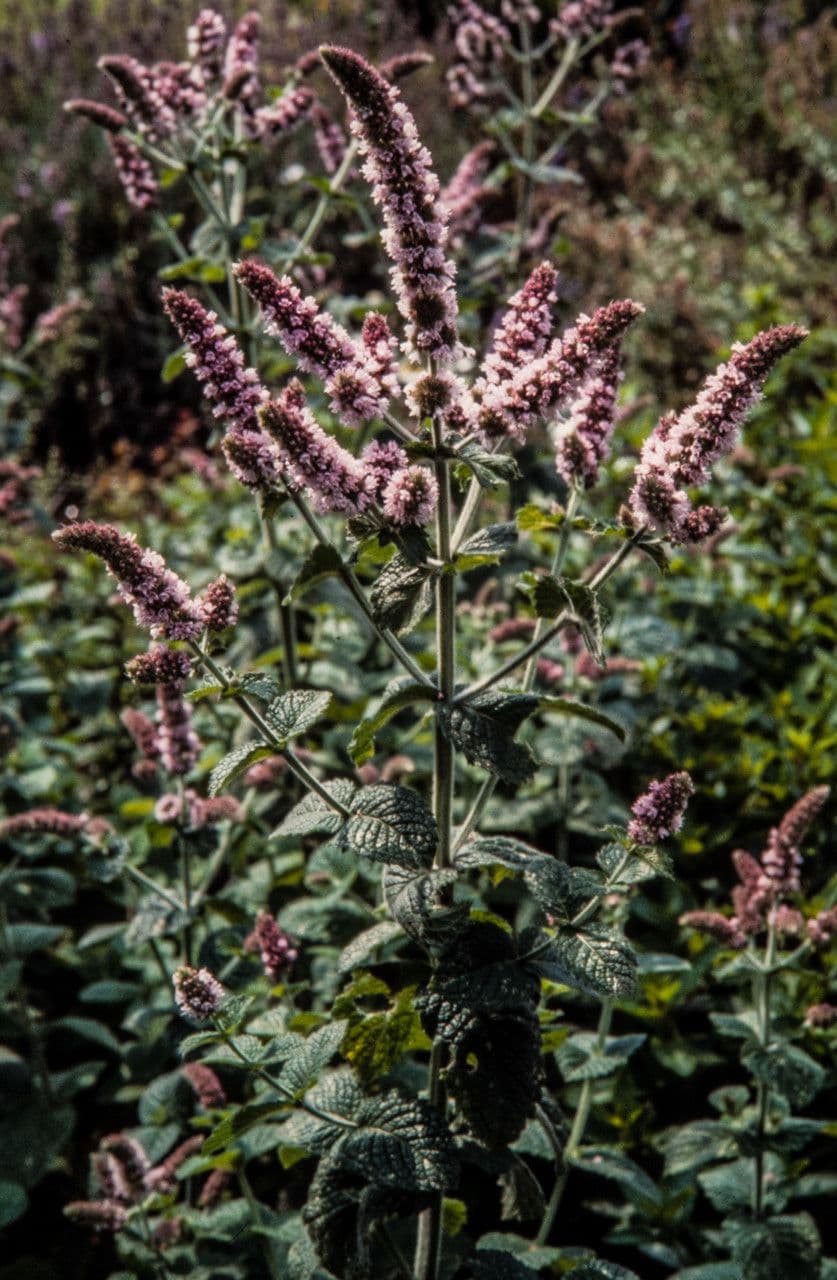 Menta villosa 5