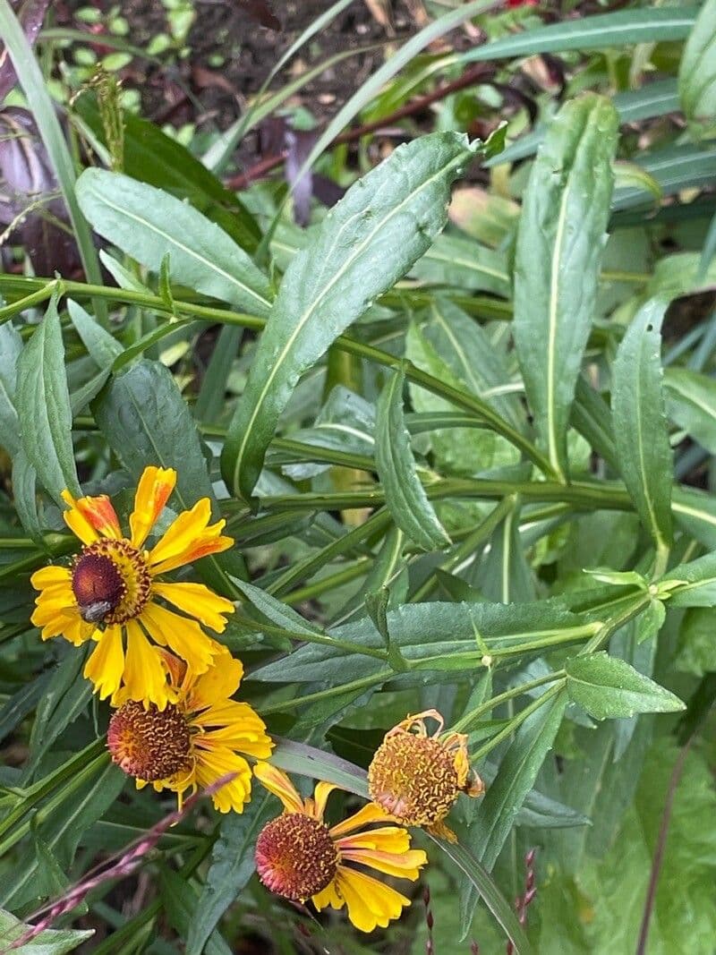 Helenium de otoño 17
