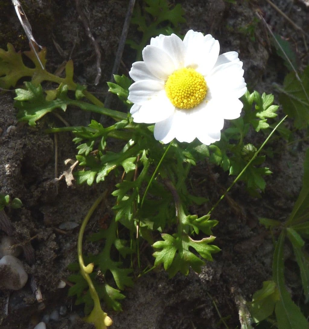 Mauranthemum 3
