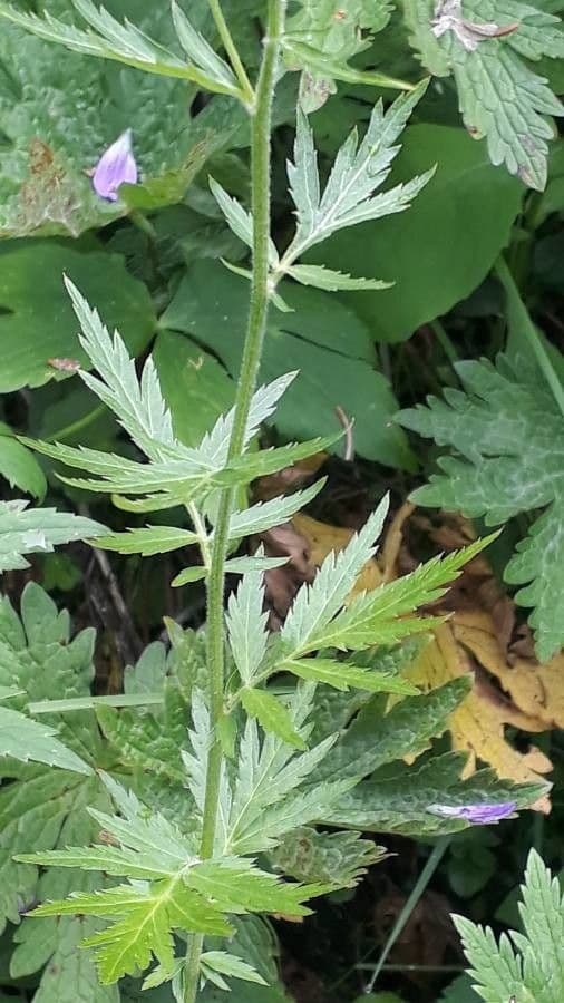 Großblättrige Schafgarbe 13