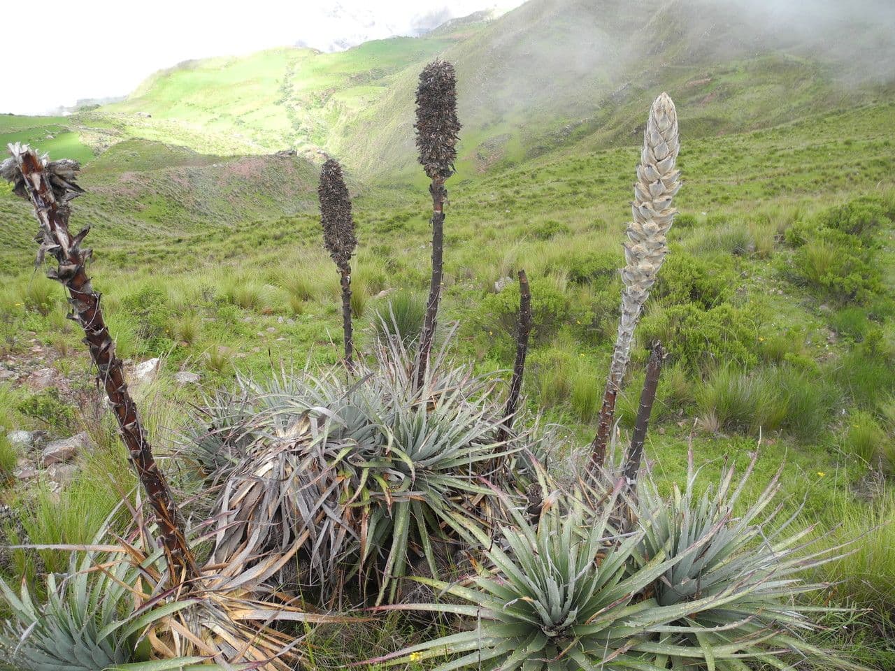 Puya 3