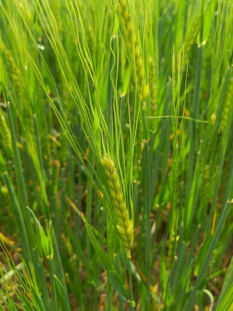 Orzo 9