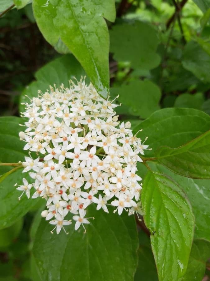 Svída výběžkatá 9