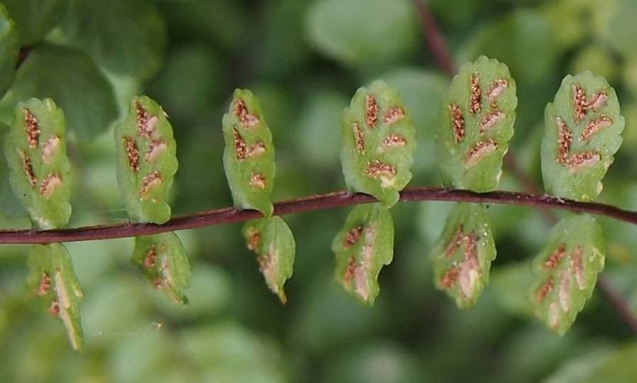 Erba rugginina 21