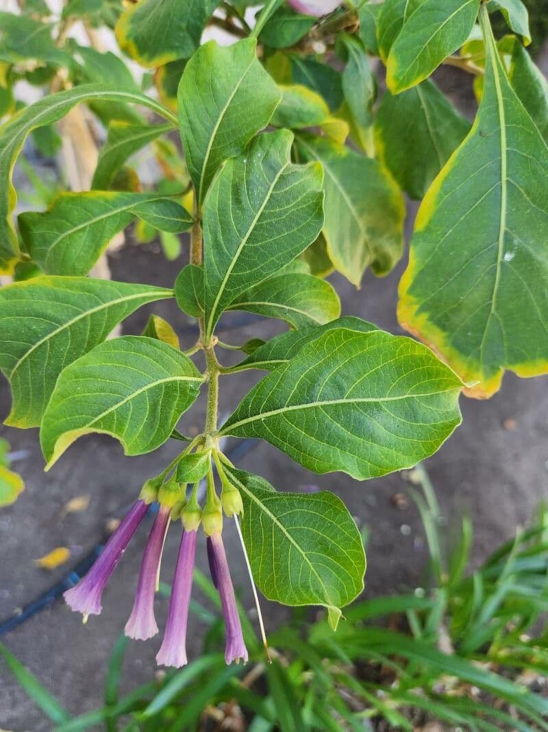 Iochroma 15