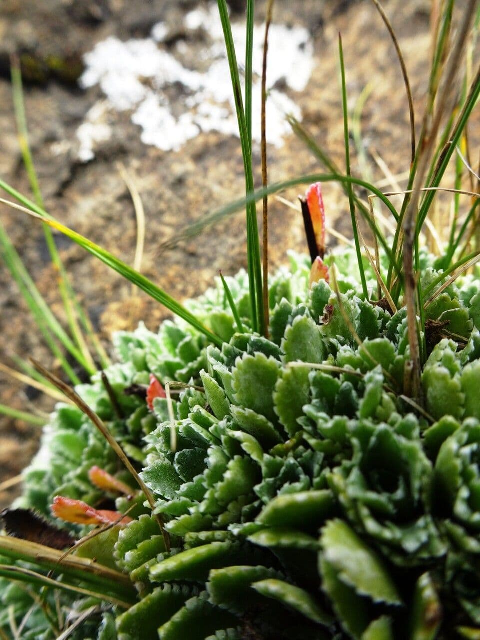 Saxifrage paniculée 18