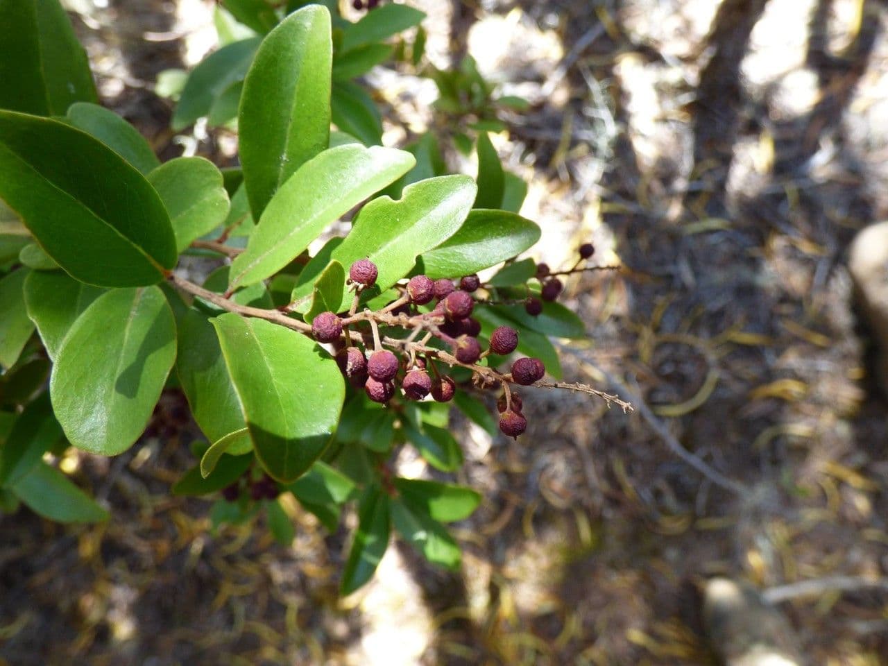 Embelia