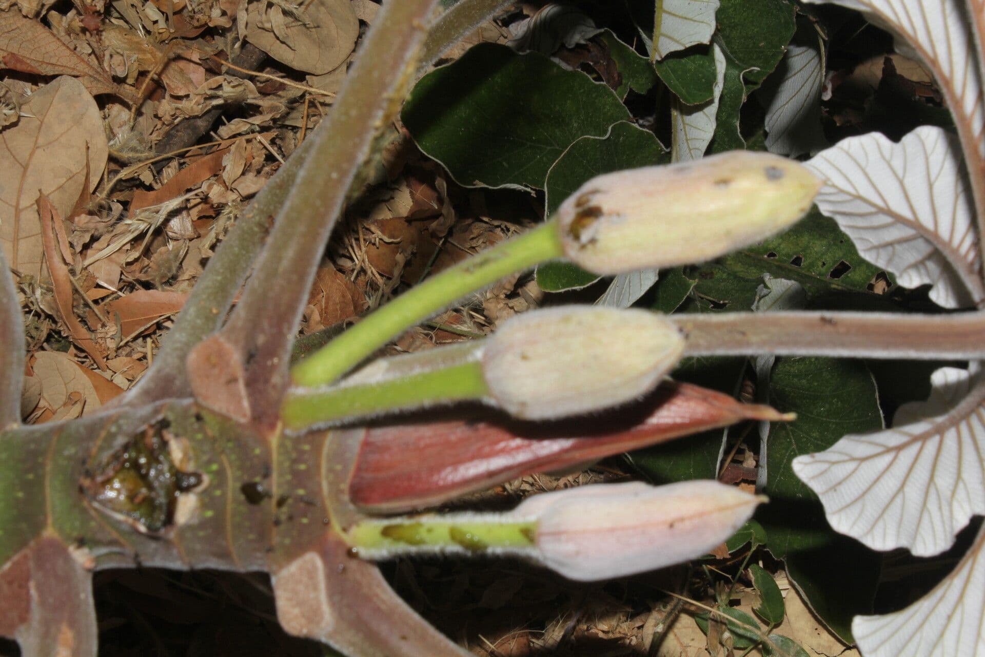 Cecropia